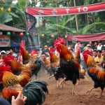 Situs Judi Sabung Ayam Terpercaya